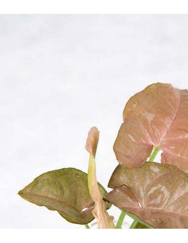 Synognium idroponico | Provetta in...