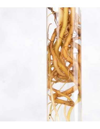 Synognium idroponico | Provetta in...
