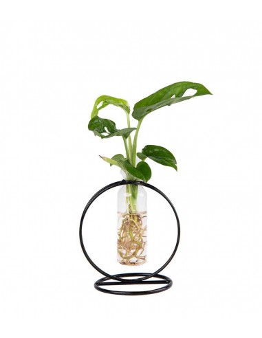 Filodendro Monkey Mask Idroponico |...