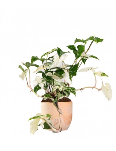 Syngonium podophyllum ‘rosa’ variegato