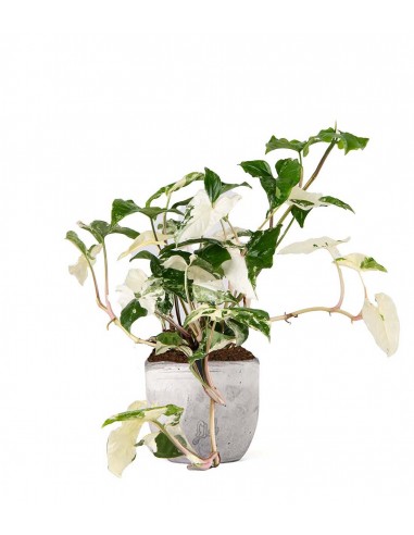 Syngonium podophyllum ‘rosa’ variegato