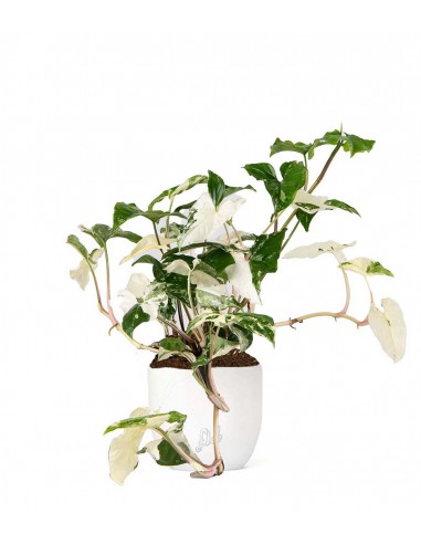 Syngonium podophyllum ‘rosa’ variegato
