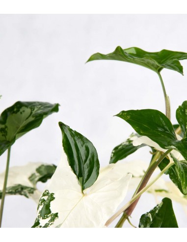Syngonium podophyllum ‘rosa’ variegato