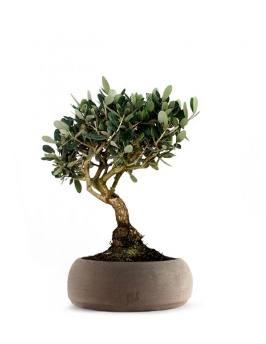 Olivo L