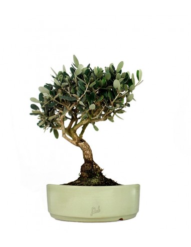 Olivo L
