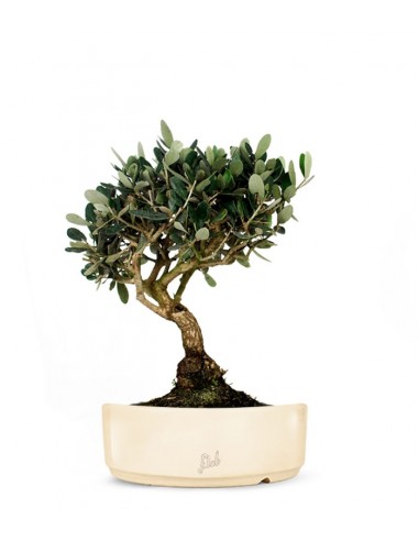 Olivo L