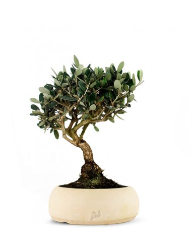 Olivo L