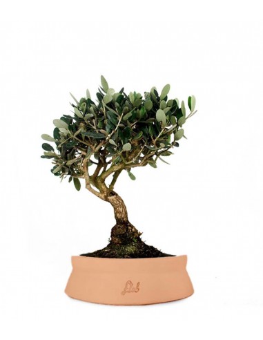 Olivo L