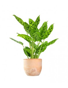 Calathea leopardina