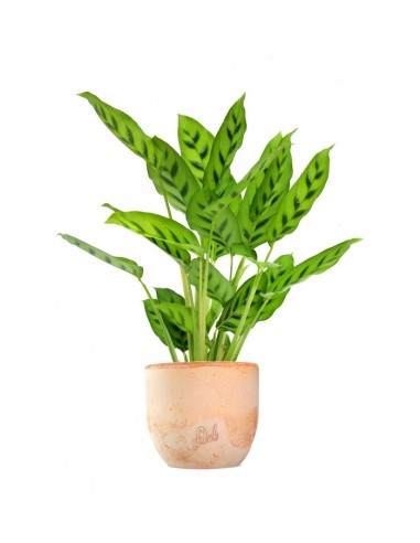 Calathea leopardina