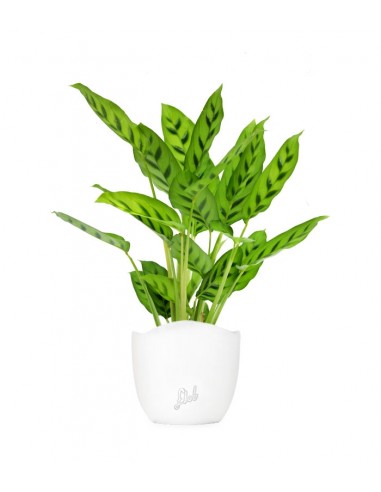 Calathea leopardiana
