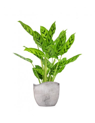 Calathea leopardina