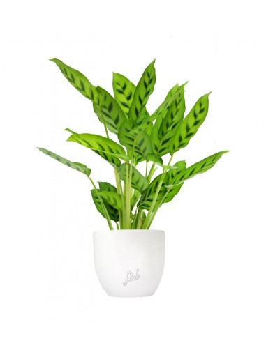 Calathea leopardina