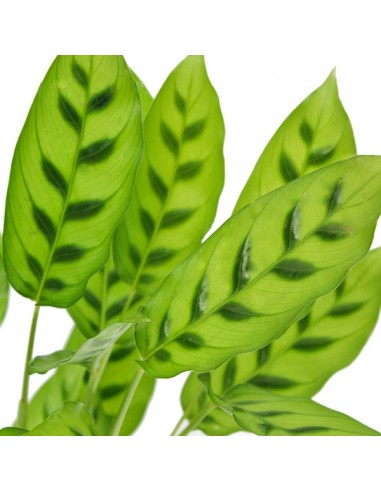 Calathea leopardina