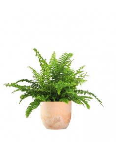 Felce Nephrolepis Obliterata