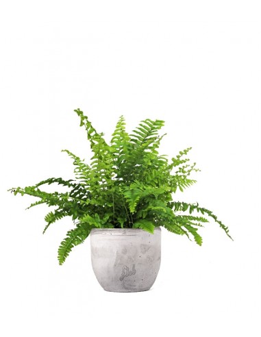 Nephrolepis Obliterata