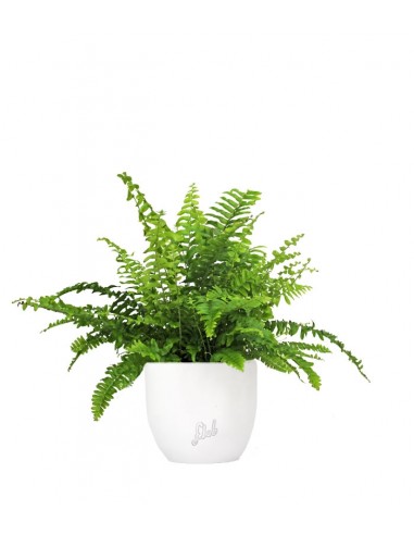 Felce Nephrolepis Obliterata
