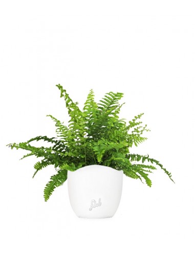 Felce Nephrolepis Obliterata