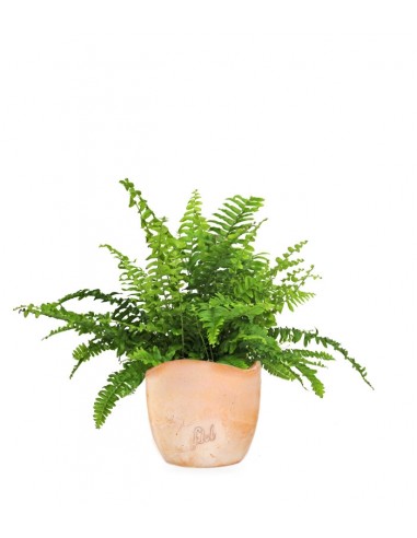 Felce Nephrolepis Obliterata