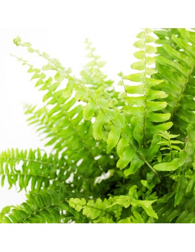 Felce Nephrolepis Obliterata