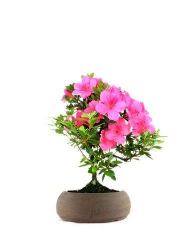 Azalea Bonsai