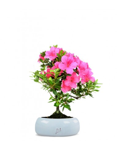 Azalea Bonsai