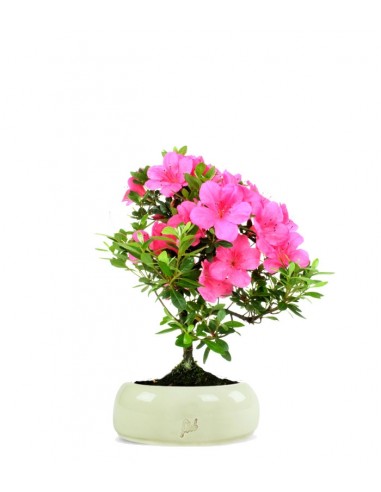Azalea Bonsai