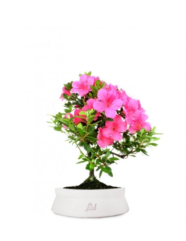 Azalea Bonsai
