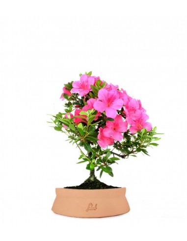 Azalea Bonsai