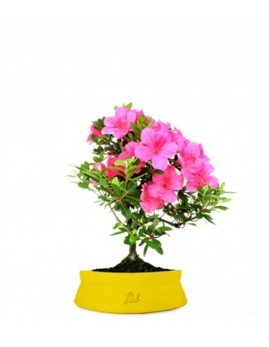 Azalea Bonsai