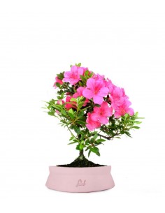 Azalea Bonsai 2