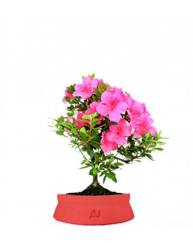 Azalea Bonsai