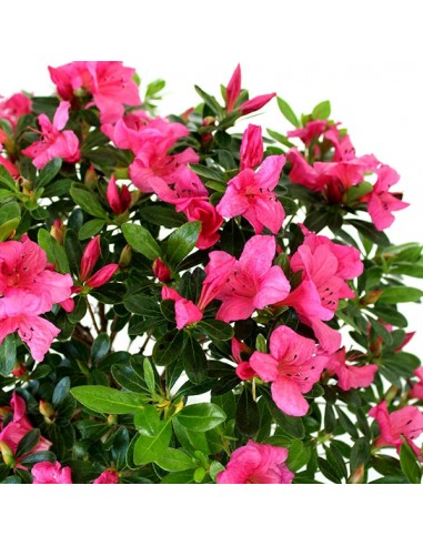 Azalea Bonsai