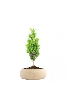 Tasso Alberello 2