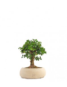 Zelkova alberello 