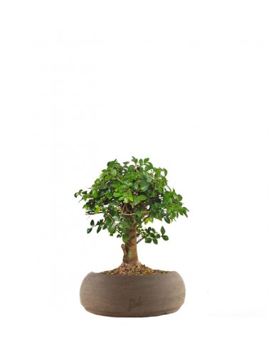Olmo zelkova alberello 