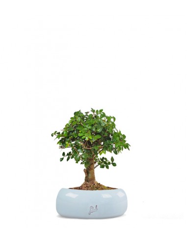 Zelkova alberello 