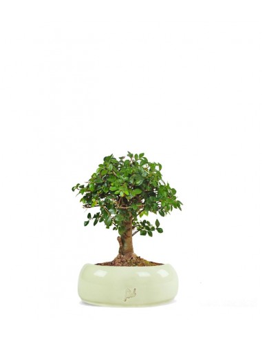 Zelkova alberello 