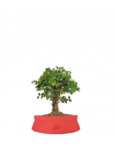 Olmo zelkova alberello 