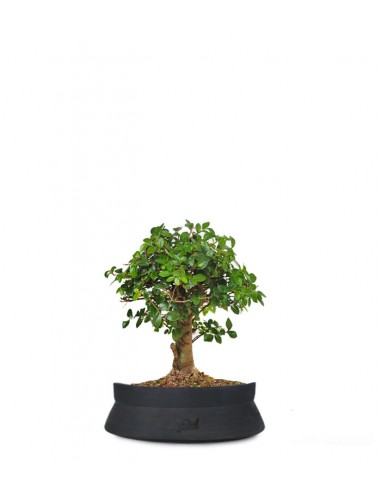 Olmo zelkova alberello 