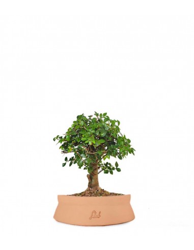 Zelkova alberello 
