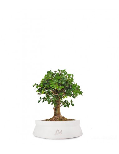 Olmo zelkova alberello 