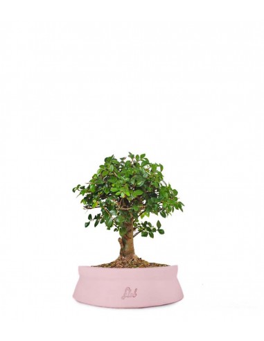 Zelkova alberello 