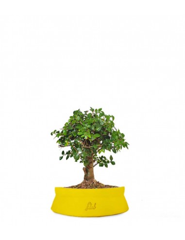 Zelkova alberello 