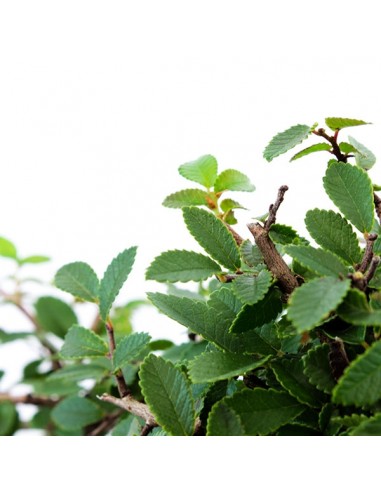 Olmo zelkova alberello 