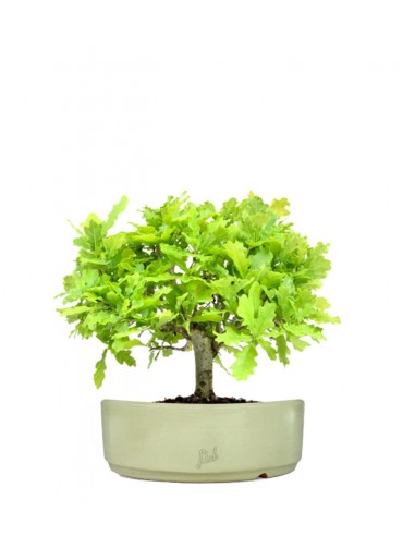 Quercia