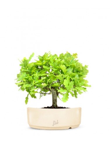Quercia