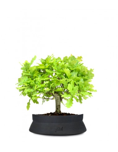 Quercia