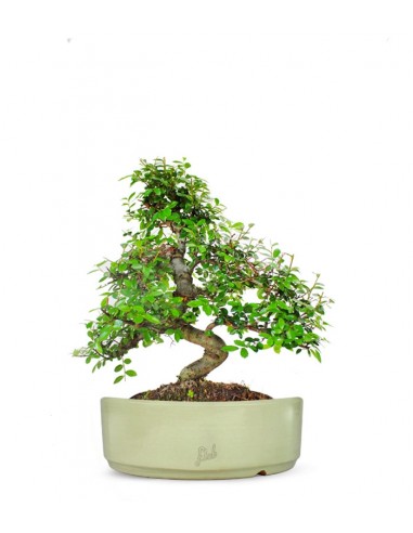 Olmo bonsai  M