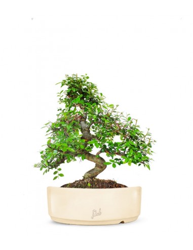 Olmo bonsai  M